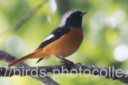 ジョウビタキ 2025.10.30