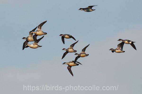 ミコアイサ　2025.11.24