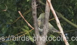 勅使池のアオバト201101