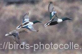 ハシビロガモ　2026.02.27