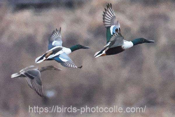 ハシビロガモ　2026.02.27