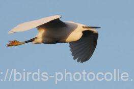 コサギ　2026.01.26