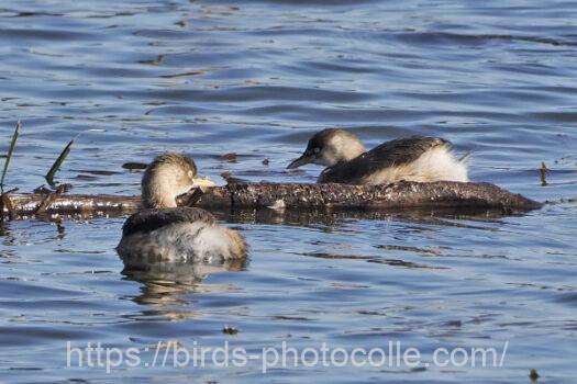カイツブリ　2024.12.01
