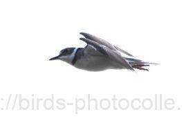 イカルチドリ　2025.11.11