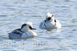 ミコアイサ　2026.01.14