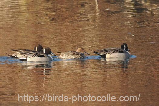 オナガガモ　2025.01.08