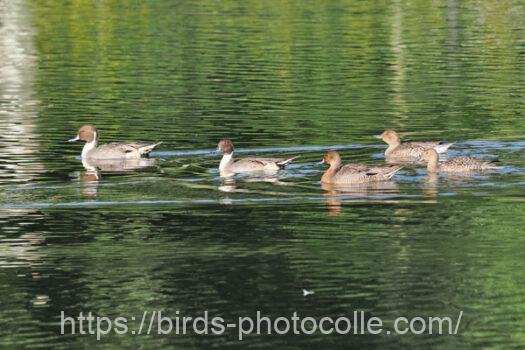 オナガガモ　2024.11.04