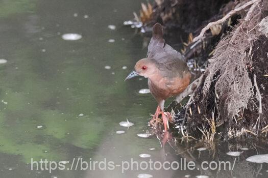 ヒクイナ　2023.06.26