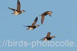 トモエガモ　2025.11.22