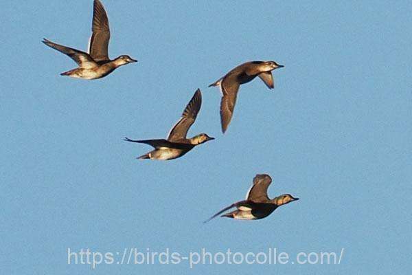 トモエガモ 2025.11.22