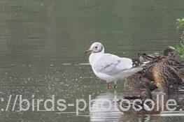 ユリカモメ220928-1